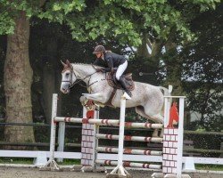 jumper Drusilla (KWPN (Royal Dutch Sporthorse), 2008, from Wallenberg)