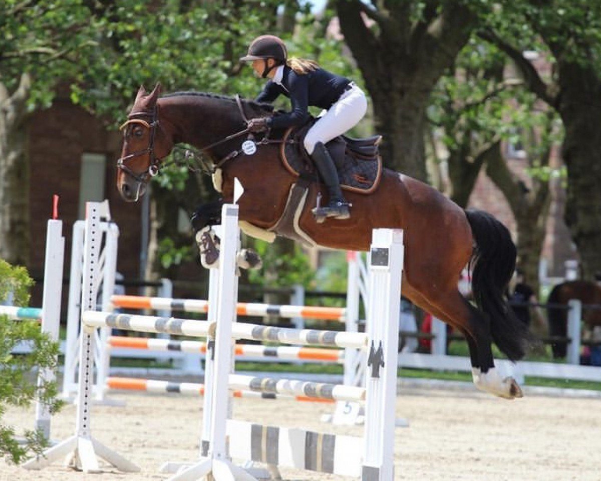 Springpferd Kníght Rider V (Westfale, 2014, von Kannan)