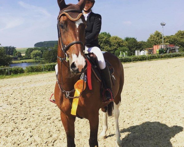 jumper Donnersberger's Chocolate Girl (German Sport Horse, 2015, from Donnersberger)