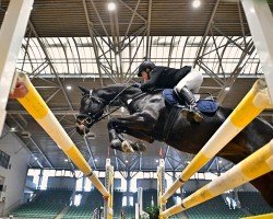 jumper Diva 656 (Hanoverian, 2017, from Icare d'Olympe AA)