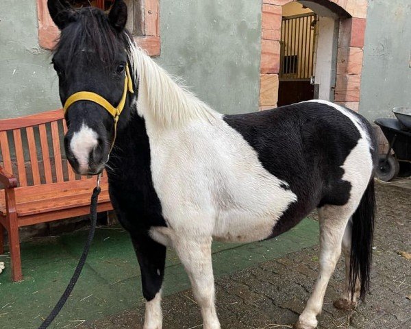 dressage horse Mezike (unknown, 2016)