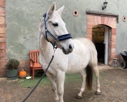 broodmare Carla (German Riding Pony, 2003, from Maestro)