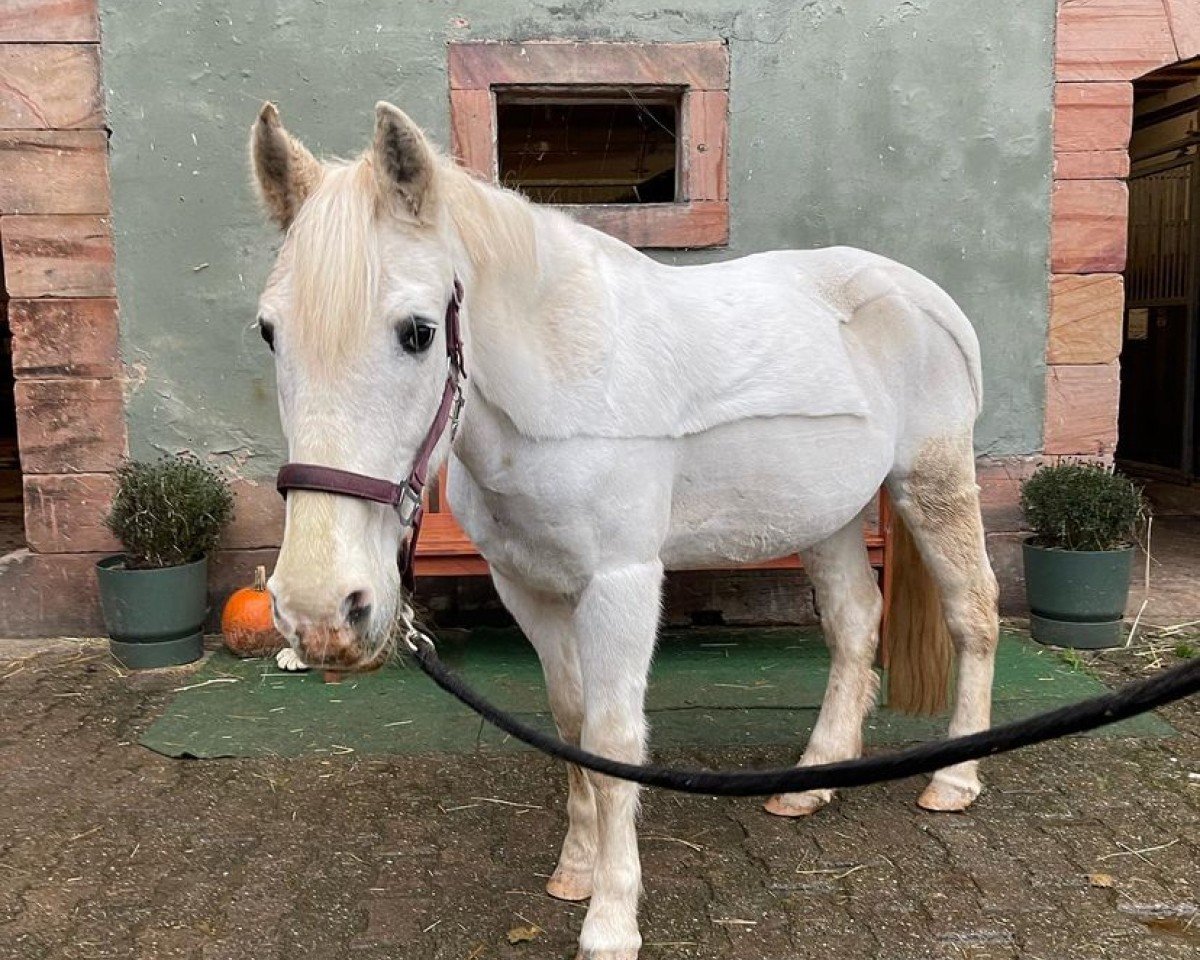 dressage horse Daisy 599 (unknown, 1994, from Unbekannt)