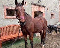 dressage horse Pekadore (unknown, 2005)