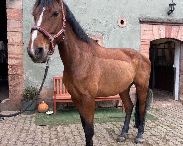 dressage horse Lonestar (Hanoverian, 2012, from Lonsdale)