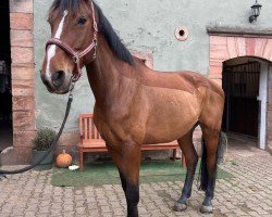 dressage horse Lonestar (Hanoverian, 2012, from Lonsdale)