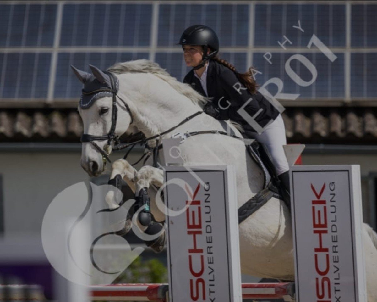 jumper Con Corazon 8 (Württemberger, 2013, from DSP Con Spirit)