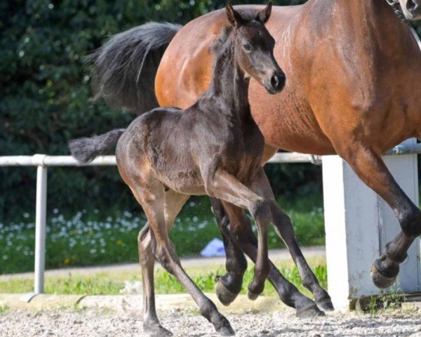 foal by Zorroball (Hanoverian, 2024, from Zarenball)