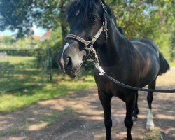 dressage horse Tirygelli Lilly of the Valley (Welsh, 2011, from Gwenllan Morgan)