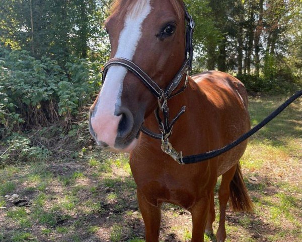 dressage horse Olga (German Riding Pony, 2016, from Okay Big Bambu)