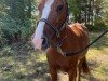 dressage horse Olga (German Riding Pony, 2016, from Okay Big Bambu)