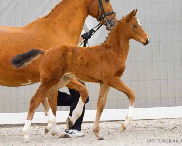 foal by Dia Cardo (Hanoverian, 2024, from Dia Corrado)