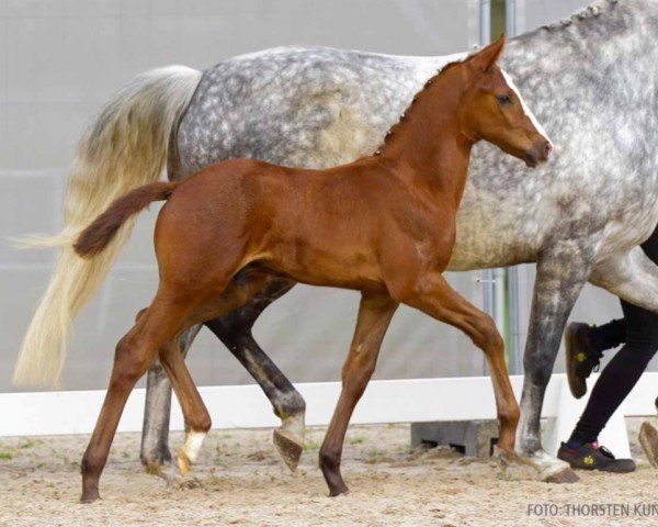 foal by Charly Blue (Hanoverian, 2024, from Chaccothage Blue PS)