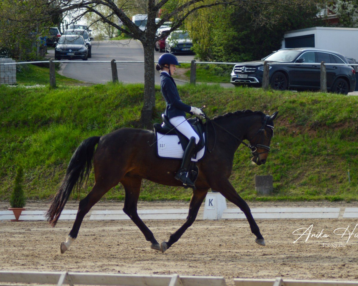 dressage horse Sunshine 717 (Westphalian, 2016, from Sandro Hit)