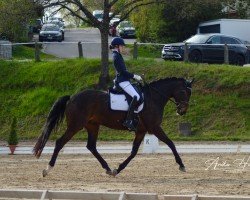 dressage horse Sunshine 717 (Westphalian, 2016, from Sandro Hit)