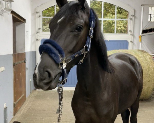 dressage horse Be Happy (Hanoverian, 2021, from Baron)