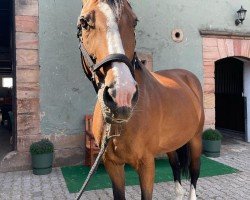 broodmare Diva de Septon (Belgian Warmblood, 2003, from Orlando van de Heffinck)