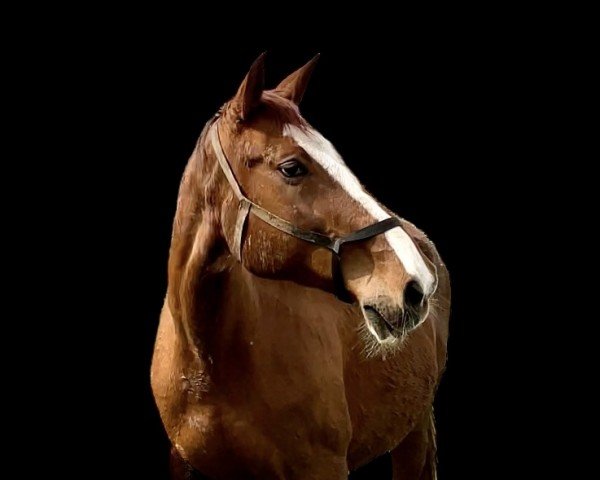 broodmare Contana Blue R (Mecklenburg, 2009, from Carlo 300)