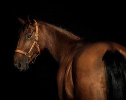 dressage horse Wish 6 (KWPN (Royal Dutch Sporthorse), 2003, from Indoctro)