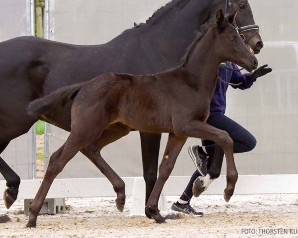 foal by Bon Seigneur (Hanoverian, 2024, from Bon Esprit)