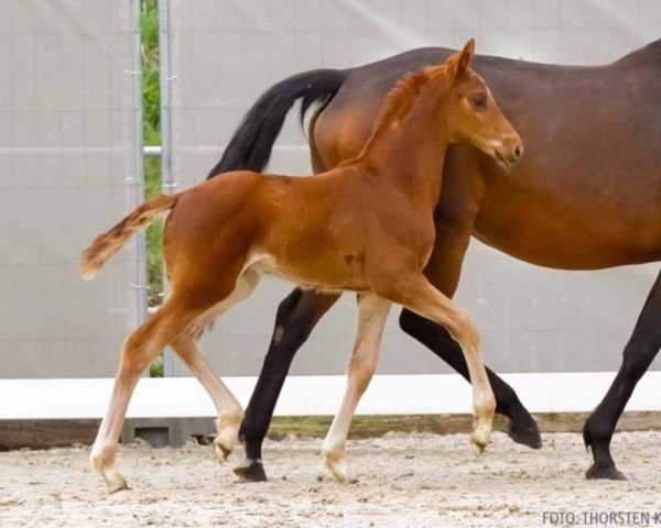 foal by Sancho Souhail (Hanoverian, 2024, from Santos)