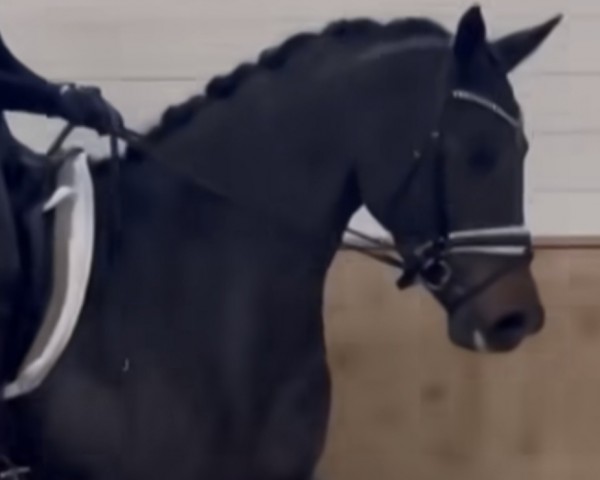 dressage horse Sayana MZ (Württemberger, 2018, from Secret)