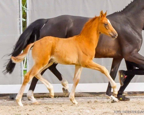 foal by Beckenbauer (Hanoverian, 2024, from Bon Courage 4)