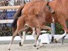 foal by Most wanted Maroni (Oldenburg, 2024, from Most wanted Nero von Bellin)