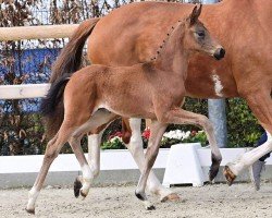 dressage horse Most wanted Maroni (Oldenburg, 2024, from Most wanted Nero von Bellin)