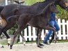 foal by Stute von Zarenball / Rock for Me (Oldenburg, 2024, from Zarenball)