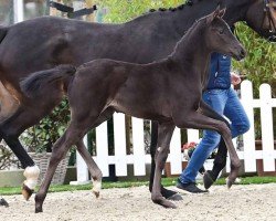 dressage horse Stute von Zarenball / Rock for Me (Oldenburg, 2024, from Zarenball)