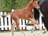 foal by Pferd von Zinedine / Chacco-Blue (Oldenburg show jumper, 2024, from Zinedine)