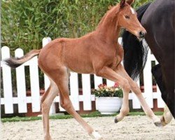 jumper Pferd von Zinedine / Chacco-Blue (Oldenburg show jumper, 2024, from Zinedine)