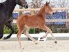 foal by Hengst von Kashmir van het / Comme il faut (Oldenburg show jumper, 2024, from Kashmir van't Schuttershof)