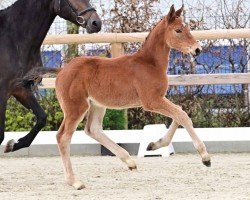 foal by Hengst von Kashmir van het / Comme il faut (Oldenburg show jumper, 2024, from Kashmir van't Schuttershof)