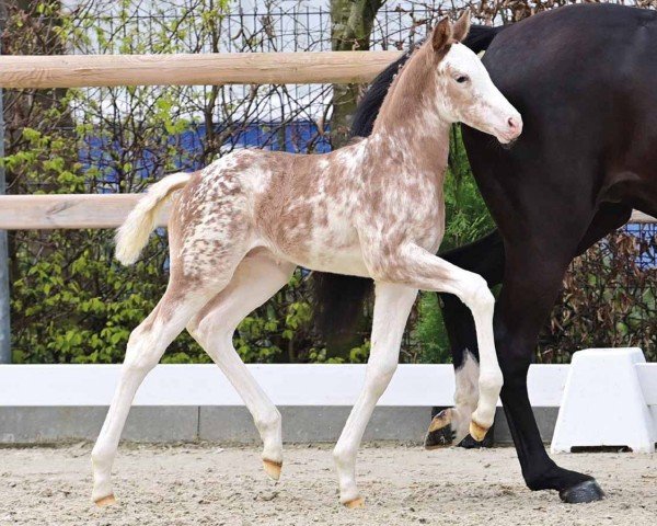 foal by Esquin Gold F.B. (Oldenburg, 2024, from Esquin White)