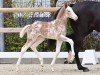 foal by Esquin Gold F.B. (Oldenburg, 2024, from Esquin White)