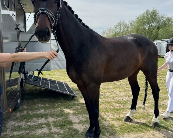 dressage horse Montenegro 33 (KWPN (Royal Dutch Sporthorse), 2017)