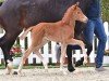 foal by Stute von V-Power / Vincent Maranel (Oldenburg, 2024, from V-Power)