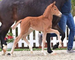 dressage horse Stute von V-Power / Vincent Maranel (Oldenburg, 2024, from V-Power)