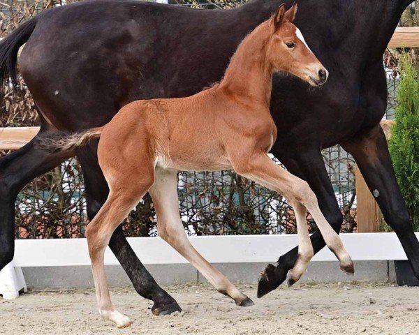 foal by Vin (Oldenburg show jumper, 2024, from Vingino)