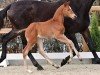 foal by Vin (Oldenburg show jumper, 2024, from Vingino)