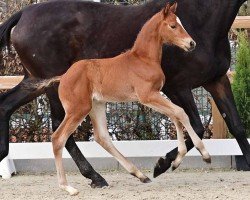 jumper Vin (Oldenburg show jumper, 2024, from Vingino)