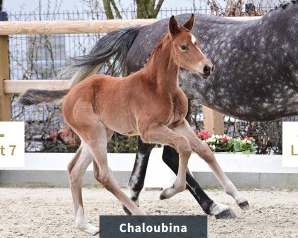 foal by Chaloubina (Oldenburg show jumper, 2024, from Chaloubino PS OLD)