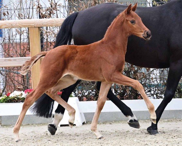 foal by Viva Valena MJ (Oldenburg, 2024, from Viva Gold OLD)