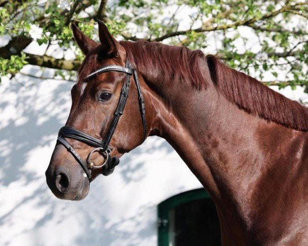 dressage horse Bartholomäus (Hanoverian, 2020, from Birmingham)