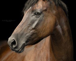 dressage horse Lycoming (German Sport Horse, 2008, from Rich Charly I)