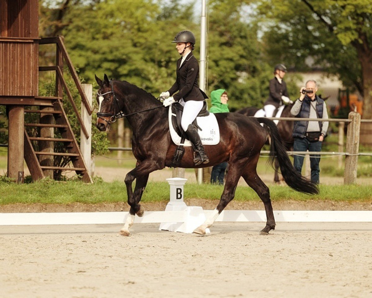 Pferd Nino Panevino (Westfale, 2013, von Nexus)