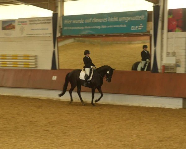 Reitturnier Bottrop 2024