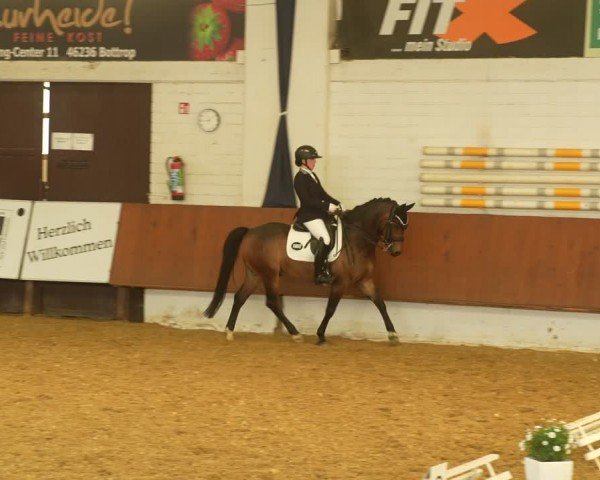Reitturnier Bottrop 2024
